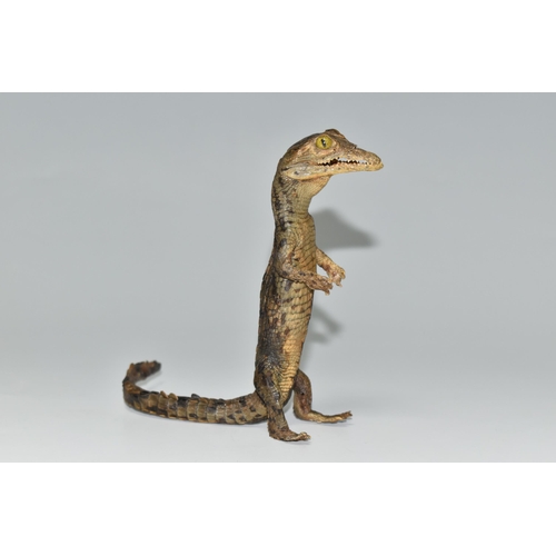 324 - A TAXIDERMY CROCODILE,  an anthropomorphic taxidermy of a juvenile crocodile, late 19th century, upr... 