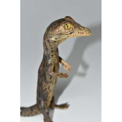 324 - A TAXIDERMY CROCODILE,  an anthropomorphic taxidermy of a juvenile crocodile, late 19th century, upr... 