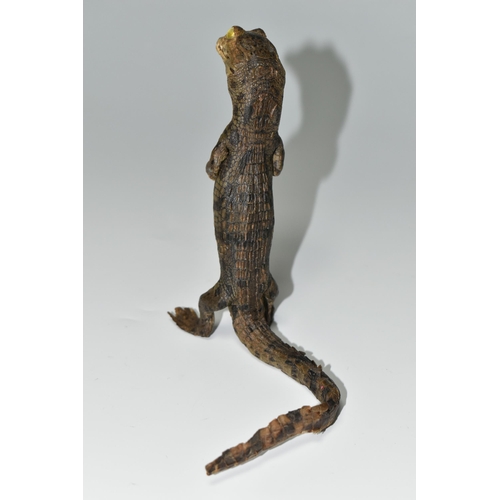 324 - A TAXIDERMY CROCODILE,  an anthropomorphic taxidermy of a juvenile crocodile, late 19th century, upr... 