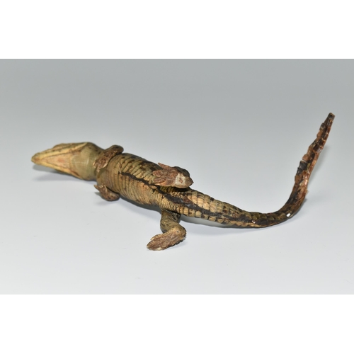 324 - A TAXIDERMY CROCODILE,  an anthropomorphic taxidermy of a juvenile crocodile, late 19th century, upr... 