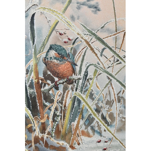 514 - ROBIN GIBBARD (1930-2014) 'BLEAK OUTLOOK', a Kingfisher is perched on a branch over a frozen pond, s... 