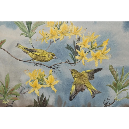 515 - ROBIN GIBBARD (1930-2014) 'GREENFINCHES AND AZALEAS', two birds in a naturalistic setting, signed an... 