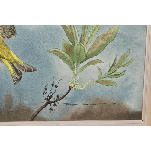 515 - ROBIN GIBBARD (1930-2014) 'GREENFINCHES AND AZALEAS', two birds in a naturalistic setting, signed an... 