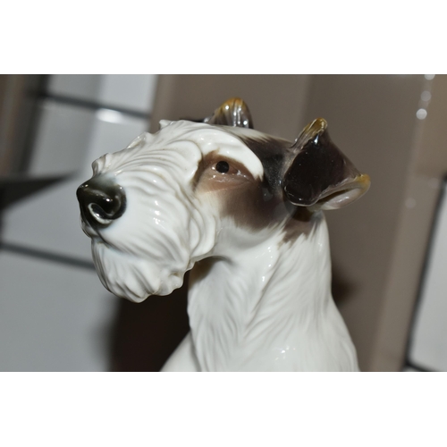 433 - A NYMPHENBURG PORCELAIN FIGURE OF A SEATED FOX TERRIER, impressed no's 628 5, impressed shield mark,... 