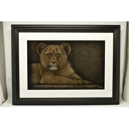 345 - COLIN BANKS (BRITISH CONTEMPORARY) 'PATIENTLY WAITING', a portrait of a Lion cub waiting for its mot... 