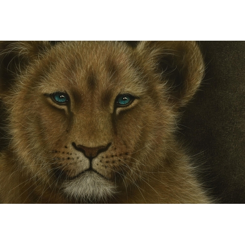 345 - COLIN BANKS (BRITISH CONTEMPORARY) 'PATIENTLY WAITING', a portrait of a Lion cub waiting for its mot... 