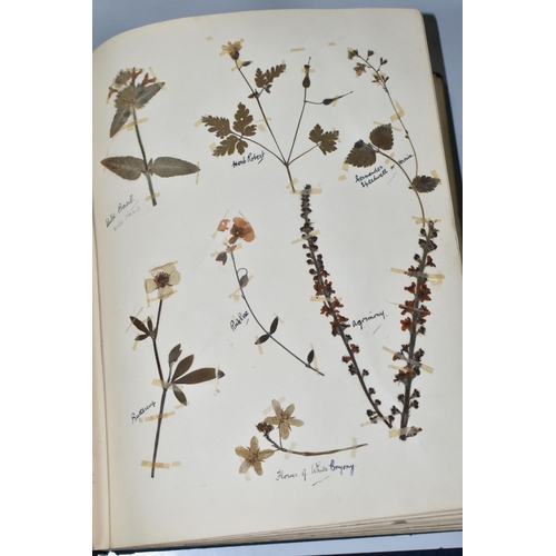 457 - ONE BOOK OF PRESSED HERBS & PLANTS examples include Hop Trefoil, Daisy, Wild Thyme, Mallow, Wild Bas... 