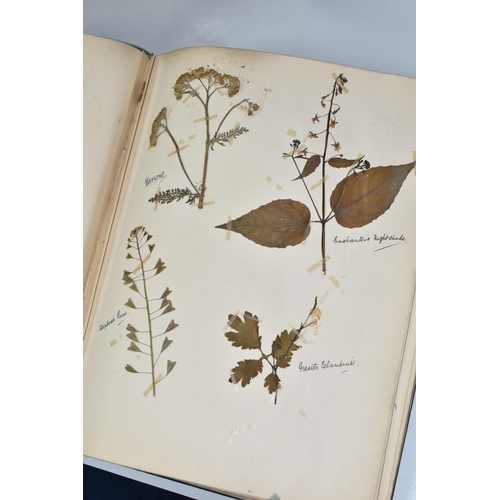 457 - ONE BOOK OF PRESSED HERBS & PLANTS examples include Hop Trefoil, Daisy, Wild Thyme, Mallow, Wild Bas... 