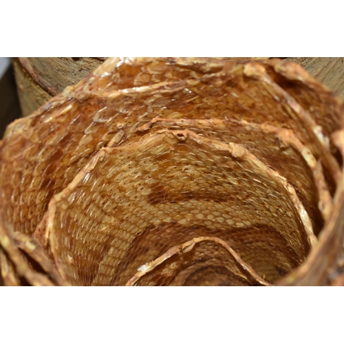 503 - TWO VINTAGE DRIED SNAKE SKINS (1 box)