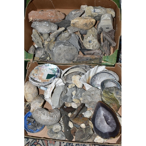 586 - ELEVEN BOXES OF FOSSILS, MINERALS, SHELLS AND ROCKS, hundreds of specimens including fossilized anim... 