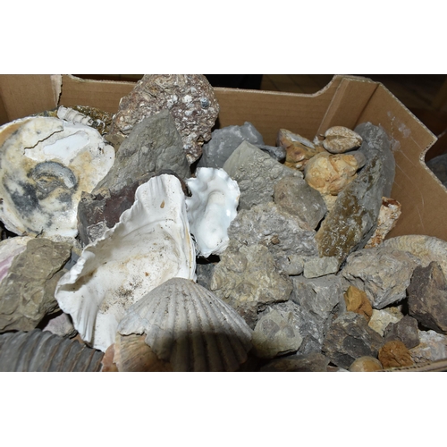 586 - ELEVEN BOXES OF FOSSILS, MINERALS, SHELLS AND ROCKS, hundreds of specimens including fossilized anim... 