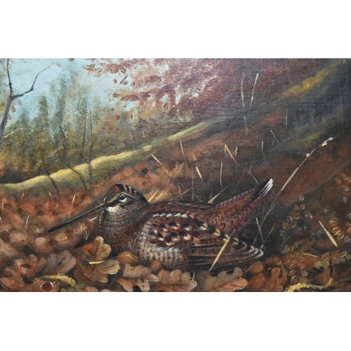 465 - JOHN CYRIL HARRISON (1898-1985) WOODCOCK AT AUTUMN, a study of a Woodcock nestled amongst fallen oak... 