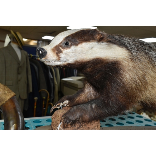 542 - TWO PIECES OF TAXIDERMY AND A SET OF HORNS, comprising a taxidermy badger, full mount on a wooden ba... 