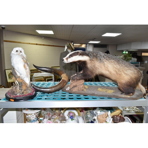 542 - TWO PIECES OF TAXIDERMY AND A SET OF HORNS, comprising a taxidermy badger, full mount on a wooden ba... 