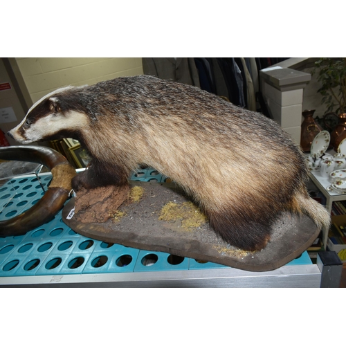 542 - TWO PIECES OF TAXIDERMY AND A SET OF HORNS, comprising a taxidermy badger, full mount on a wooden ba... 