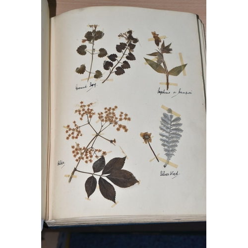 650 - ONE BOOK OF PRESSED HERBS & PLANTS examples include Hop Trefoil, Daisy, Wild Thyme, Mallow, Wild Bas... 