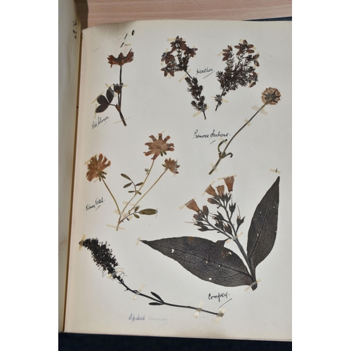 650 - ONE BOOK OF PRESSED HERBS & PLANTS examples include Hop Trefoil, Daisy, Wild Thyme, Mallow, Wild Bas... 