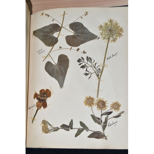 650 - ONE BOOK OF PRESSED HERBS & PLANTS examples include Hop Trefoil, Daisy, Wild Thyme, Mallow, Wild Bas... 