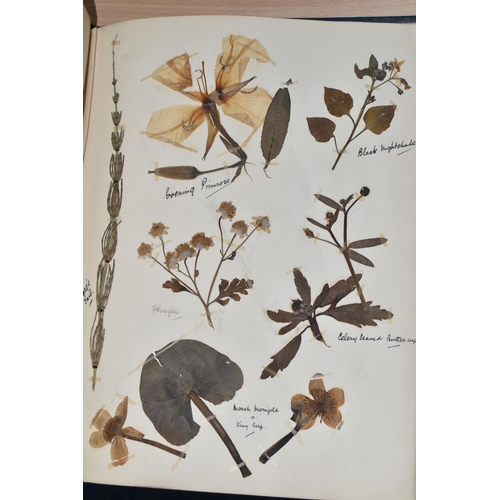 650 - ONE BOOK OF PRESSED HERBS & PLANTS examples include Hop Trefoil, Daisy, Wild Thyme, Mallow, Wild Bas... 