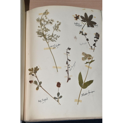 650 - ONE BOOK OF PRESSED HERBS & PLANTS examples include Hop Trefoil, Daisy, Wild Thyme, Mallow, Wild Bas... 