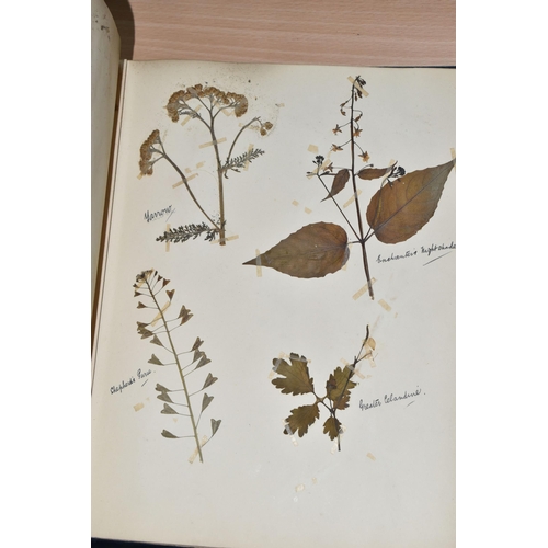 650 - ONE BOOK OF PRESSED HERBS & PLANTS examples include Hop Trefoil, Daisy, Wild Thyme, Mallow, Wild Bas... 