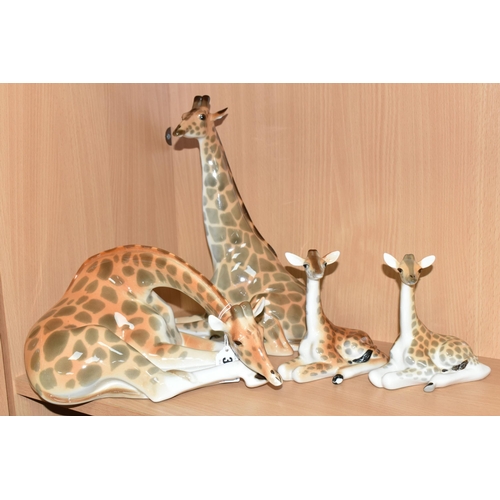 372 - A GROUP OF LOMONOSOV AND SIMILAR PORCELAIN GIRAFFES, comprising a large grazing giraffe, height 14.5... 