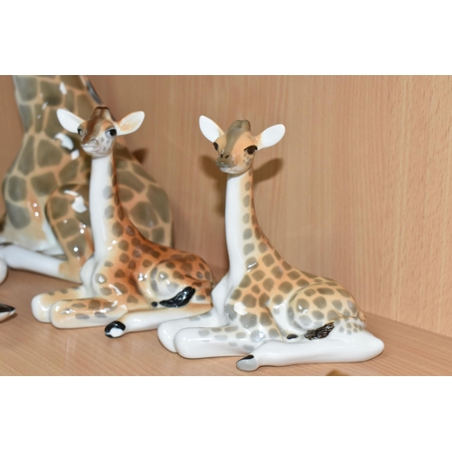 372 - A GROUP OF LOMONOSOV AND SIMILAR PORCELAIN GIRAFFES, comprising a large grazing giraffe, height 14.5... 