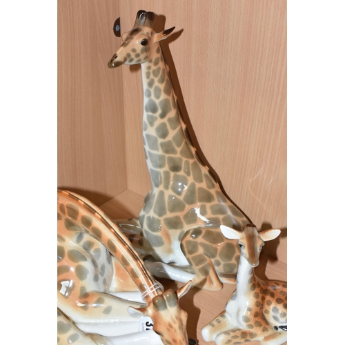 372 - A GROUP OF LOMONOSOV AND SIMILAR PORCELAIN GIRAFFES, comprising a large grazing giraffe, height 14.5... 