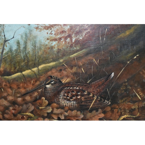 580 - JOHN CYRIL HARRISON (1898-1985) WOODCOCK AT AUTUMN, a study of a Woodcock nestled amongst fallen oak... 