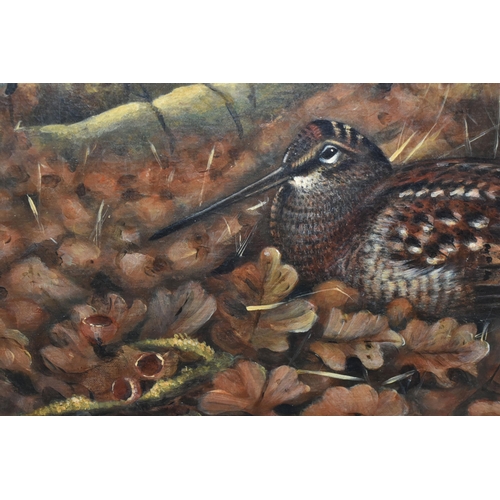 580 - JOHN CYRIL HARRISON (1898-1985) WOODCOCK AT AUTUMN, a study of a Woodcock nestled amongst fallen oak... 