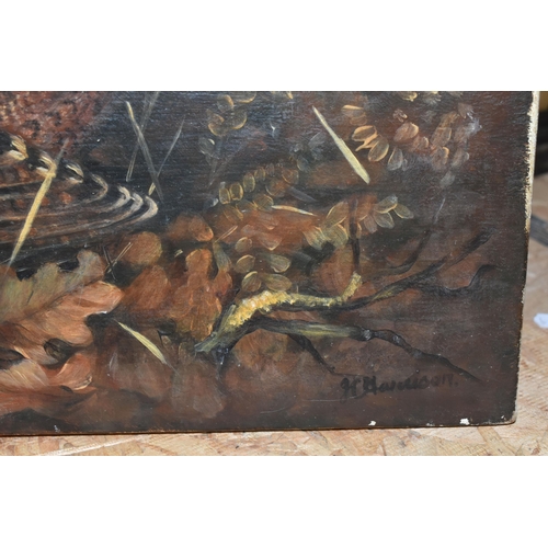 580 - JOHN CYRIL HARRISON (1898-1985) WOODCOCK AT AUTUMN, a study of a Woodcock nestled amongst fallen oak... 