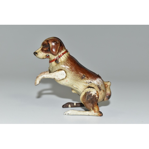 340 - A GERMAN TIN PLATE CLOCKWORK DOG, made in U.S zone, begging clockwork dog with a red collar 1946-195... 