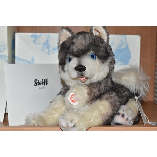 436 - A BOXED LIMITED EDITION STEIFF 'BOBBY HUSKY MASTERPIECE', with grey and white alpaca and cotton 'fur... 