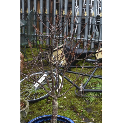 1008 - A BLUE GLAZED GARDEN PLANTER, with a sour cherry plant planted, along with four other glazed plant p... 