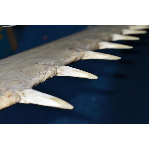 359 - NATURAL HISTORY: AN EARLY 20TH CENTURY LARGE SAW FISH ROSTRUM, (Pristidae spp), thirty four teeth, s... 