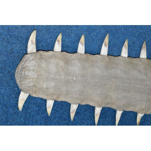 359 - NATURAL HISTORY: AN EARLY 20TH CENTURY LARGE SAW FISH ROSTRUM, (Pristidae spp), thirty four teeth, s... 