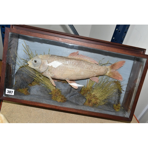 387 - A TAXIDERMY CARP IN GLAZED CASE, a large skin mount preserved and mounted within a naturalistic weed... 