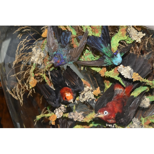 464 - TAXIDERMY: A VICTORIAN GLASS DOME OF HUMMINGBIRDS AND OTHER EXOTIC BIRDS, approximate height 55cm x ... 