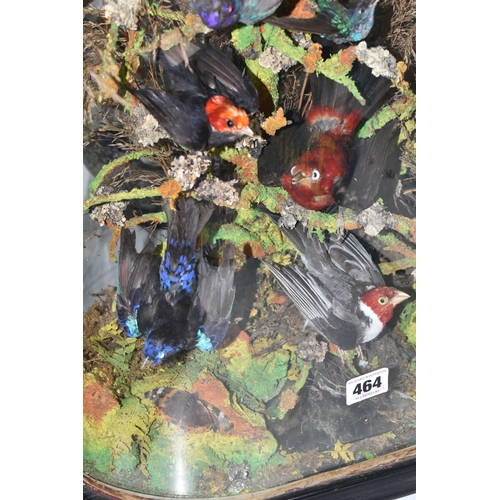 464 - TAXIDERMY: A VICTORIAN GLASS DOME OF HUMMINGBIRDS AND OTHER EXOTIC BIRDS, approximate height 55cm x ... 