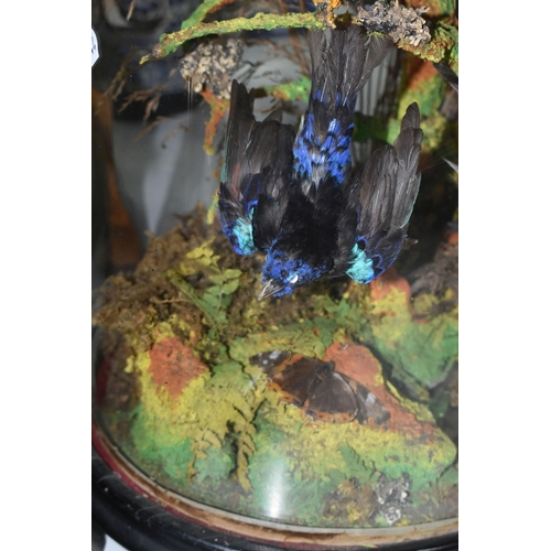 464 - TAXIDERMY: A VICTORIAN GLASS DOME OF HUMMINGBIRDS AND OTHER EXOTIC BIRDS, approximate height 55cm x ... 