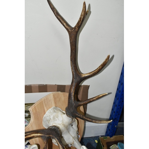 474 - A TEN POINTER STAG TROPHY, part skull and antlers of a red stag supported by a modern pine plaque (s... 