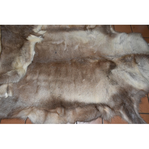 515 - FIVE REINDEER HIDES AND TWO FUR JACKETS, the reindeer hides of similar size, length of longest 145cm... 