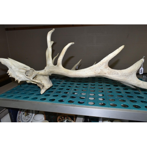 542 - A SET OF TWELVE POINT RED DEER ANTLERS, and skull, vendor states that it was purchased from the Lyme... 