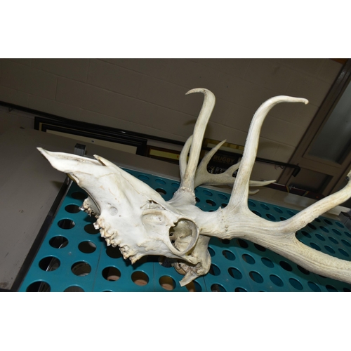 542 - A SET OF TWELVE POINT RED DEER ANTLERS, and skull, vendor states that it was purchased from the Lyme... 