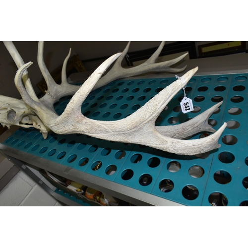 542 - A SET OF TWELVE POINT RED DEER ANTLERS, and skull, vendor states that it was purchased from the Lyme... 