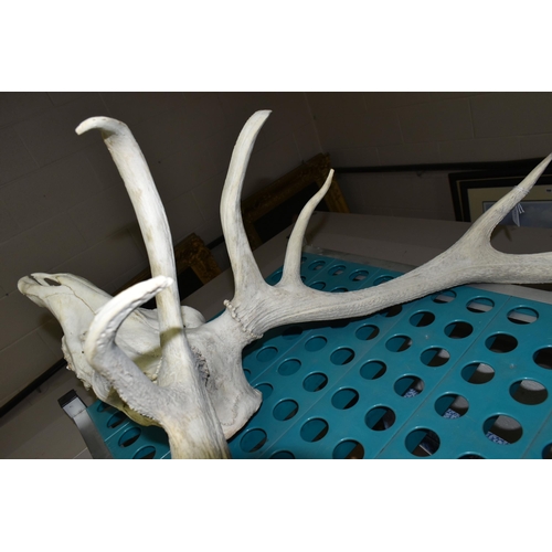 542 - A SET OF TWELVE POINT RED DEER ANTLERS, and skull, vendor states that it was purchased from the Lyme... 