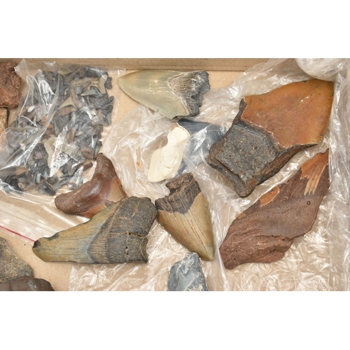 128 - NATURAL HISTORY INTEREST, a box of assorted fossilised marine animal teeth believed to be mostly exa... 