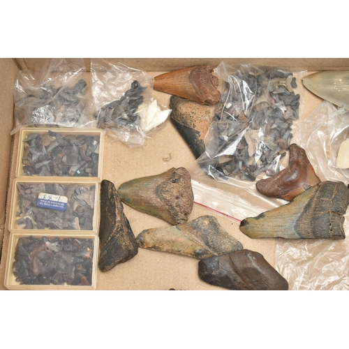 128 - NATURAL HISTORY INTEREST, a box of assorted fossilised marine animal teeth believed to be mostly exa... 