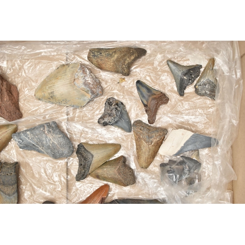 128 - NATURAL HISTORY INTEREST, a box of assorted fossilised marine animal teeth believed to be mostly exa... 