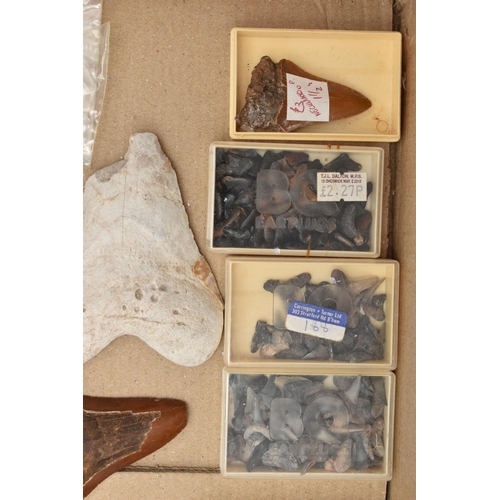 128 - NATURAL HISTORY INTEREST, a box of assorted fossilised marine animal teeth believed to be mostly exa... 